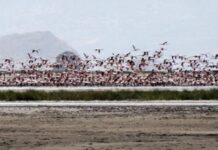 CE DIMANCHE, NOUS VOUS FAISONS DÉCOUVRIR LE LAC NATRON DE TANZANIE