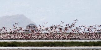 CE DIMANCHE, NOUS VOUS FAISONS DÉCOUVRIR LE LAC NATRON DE TANZANIE