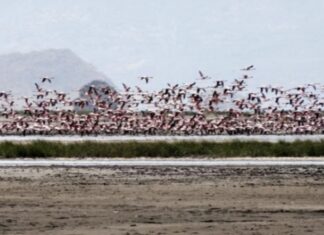 CE DIMANCHE, NOUS VOUS FAISONS DÉCOUVRIR LE LAC NATRON DE TANZANIE