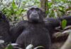 OÙ ENTENDRE LE CONCERT DE 1450 CHIMPANZÉS ?