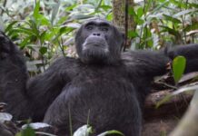 OÙ ENTENDRE LE CONCERT DE 1450 CHIMPANZÉS ?