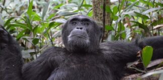 OÙ ENTENDRE LE CONCERT DE 1450 CHIMPANZÉS ?