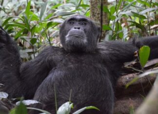 OÙ ENTENDRE LE CONCERT DE 1450 CHIMPANZÉS ?