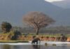 CE WEEK-END, NOUS VOUS TRANSPORTONS À MANA POOLS, AU ZIMBABWE