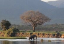 CE WEEK-END, NOUS VOUS TRANSPORTONS À MANA POOLS, AU ZIMBABWE