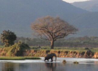 CE WEEK-END, NOUS VOUS TRANSPORTONS À MANA POOLS, AU ZIMBABWE