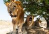 CE WEEK-END, NOUS VOUS AMENONS AU PARC DE YANKARI AU NIGÉRIA
