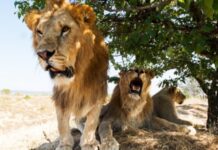 CE WEEK-END, NOUS VOUS AMENONS AU PARC DE YANKARI AU NIGÉRIA