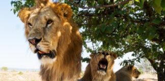 CE WEEK-END, NOUS VOUS AMENONS AU PARC DE YANKARI AU NIGÉRIA