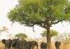 À LA DÉCOUVERTE DU PARC NATIONAL DE WAZA AU CAMEROUN