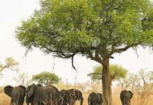 À LA DÉCOUVERTE DU PARC NATIONAL DE WAZA AU CAMEROUN