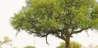 À LA DÉCOUVERTE DU PARC NATIONAL DE WAZA AU CAMEROUN