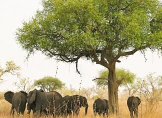 À LA DÉCOUVERTE DU PARC NATIONAL DE WAZA AU CAMEROUN