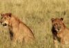 CE WEEK-END, RENDEZ-VOUS AU PARC NATIONAL DE KIDEPO/OUGANDA