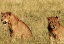 CE WEEK-END, RENDEZ-VOUS AU PARC NATIONAL DE KIDEPO/OUGANDA