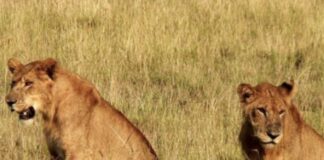 CE WEEK-END, RENDEZ-VOUS AU PARC NATIONAL DE KIDEPO/OUGANDA