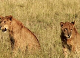 CE WEEK-END, RENDEZ-VOUS AU PARC NATIONAL DE KIDEPO/OUGANDA