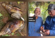 JUILLET 2012 – SEPTEMBRE 2026 : LA SAGA DES ESCARGOTS DE L’ONCLE CHARLES