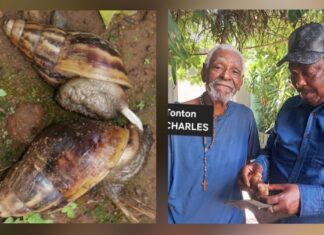 JUILLET 2012 – SEPTEMBRE 2026 : LA SAGA DES ESCARGOTS DE L’ONCLE CHARLES