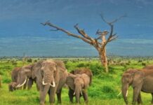 À LA DÉCOUVERTE DU PARC NATIONAL D’AMBOSELI DE TANZANIE