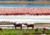 À LA DÉCOUVERTE, DU CRATÈRE DU NGORONGORO DE TANZANIE