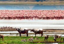 À LA DÉCOUVERTE, DU CRATÈRE DU NGORONGORO DE TANZANIE