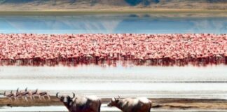 À LA DÉCOUVERTE, DU CRATÈRE DU NGORONGORO DE TANZANIE