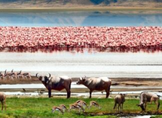 À LA DÉCOUVERTE, DU CRATÈRE DU NGORONGORO DE TANZANIE